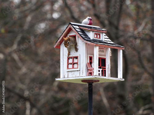 Red Squirrel in Birdhouse