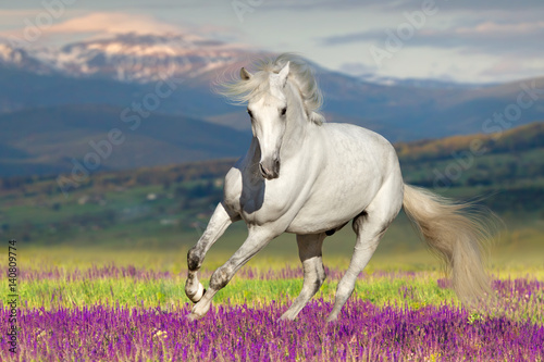 White horse on flower field against mountain view