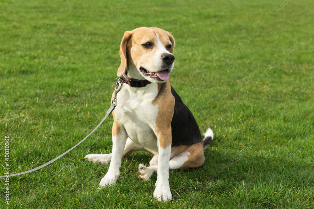 Beagle sitzt auf dem Rasen