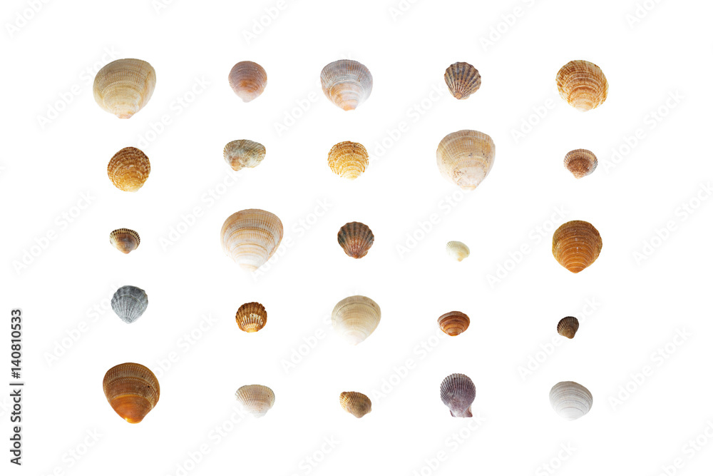 seashells background.Circle of seashells white background Circle of sea shells white background. Nautical composition. Sea shells, starfish on a white background. Flat plan, top view, seashells background.Circle of seashells white background Circle of sea shells white background. Nautical composition. Sea shells, starfish on a white background. Flat plan, top view,