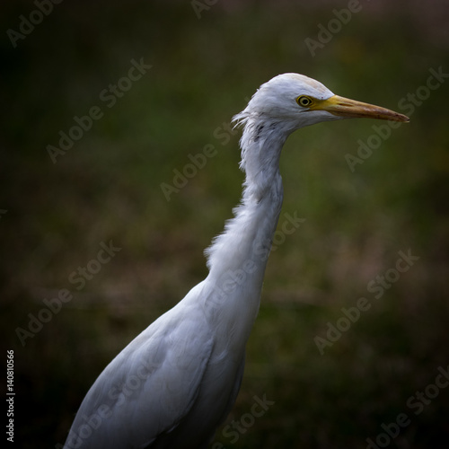 The white egret.