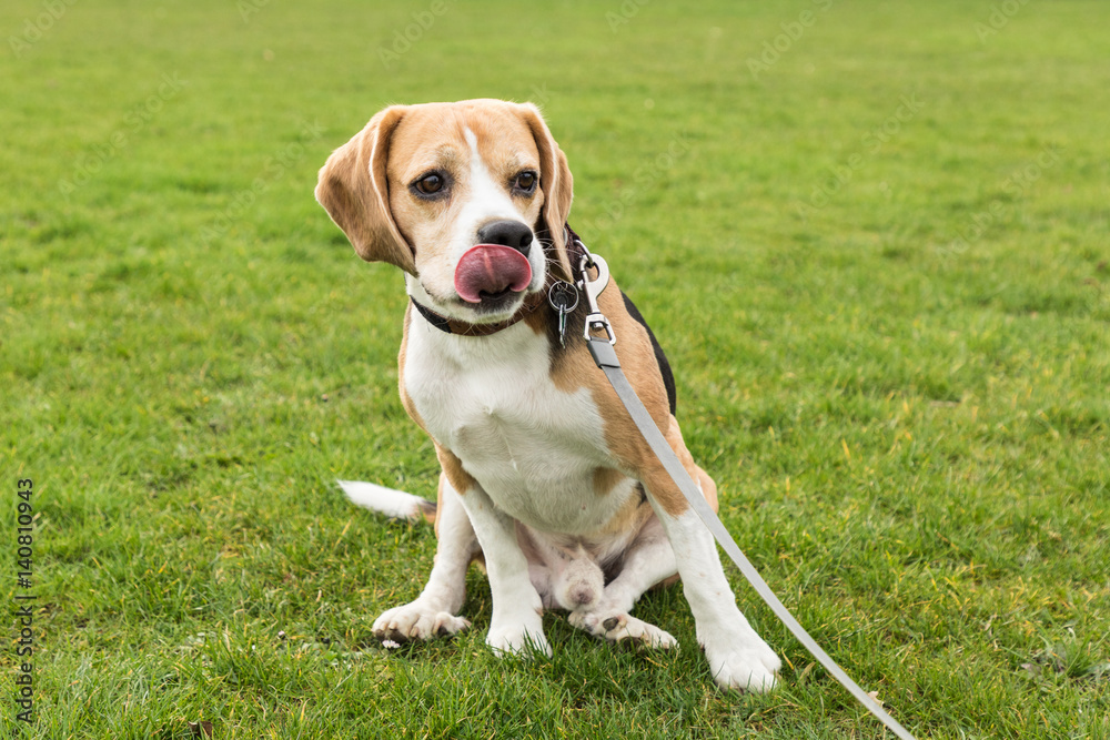 Beagle sitzt auf dem Rasen und streckt die Zunge raus
