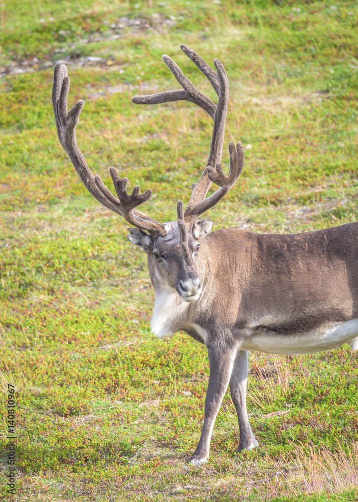 Close up of reindeer in summer in arctic Norway Close up of reindeer in summer in arctic Norway