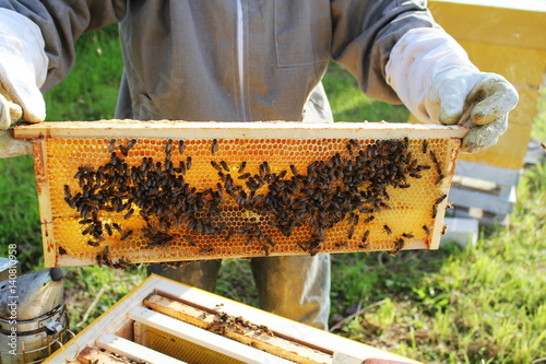 Beekeeper holds frame with honeycomb photo