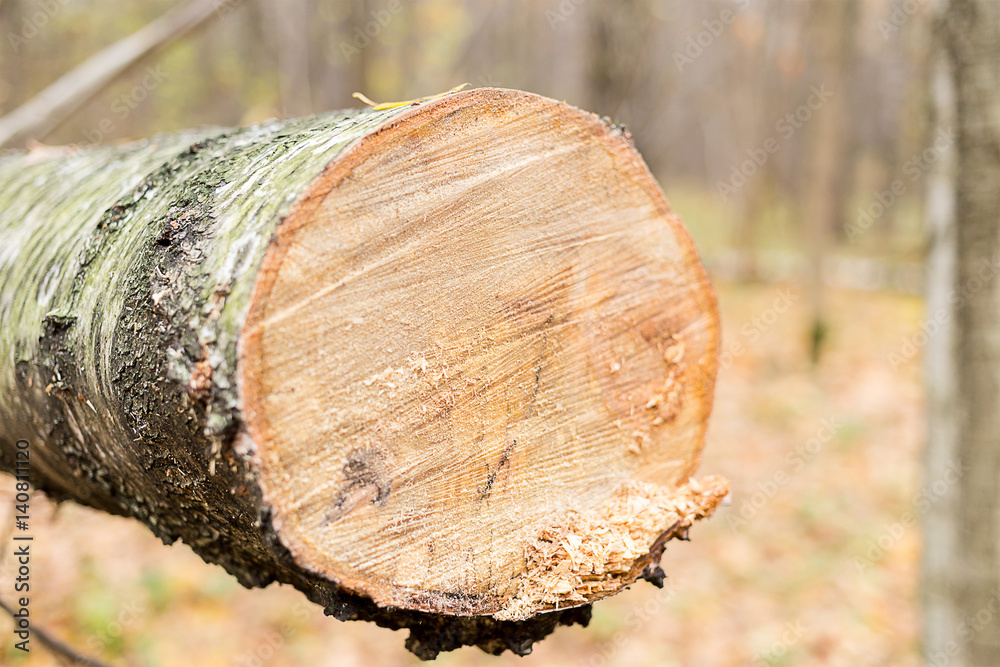 Background birch log trunk covered with bark smooth cut Background birch log trunk covered with bark smooth cut