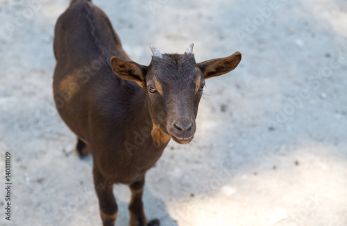young brown little goat with small horns is waiting for a treat