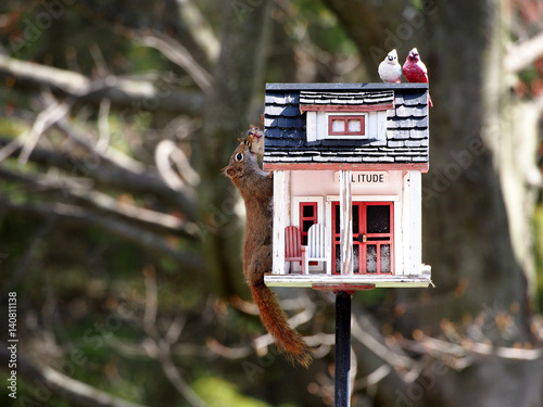 Red Squirrel Relocating Baby