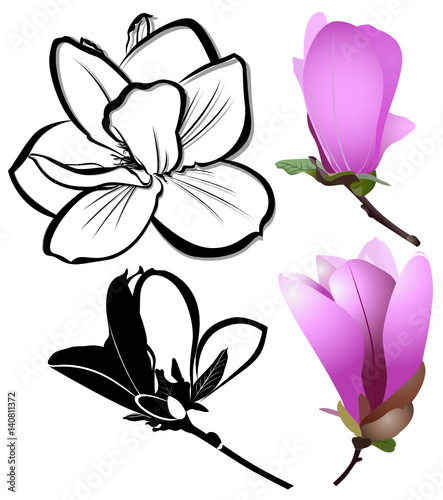 decoration of few magnolia flowers. pink magnolia flower isolated on white background. Magnolia. Magnolia flower