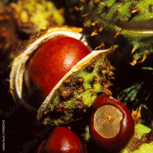 Obraz na płótnie Horse chestnuts