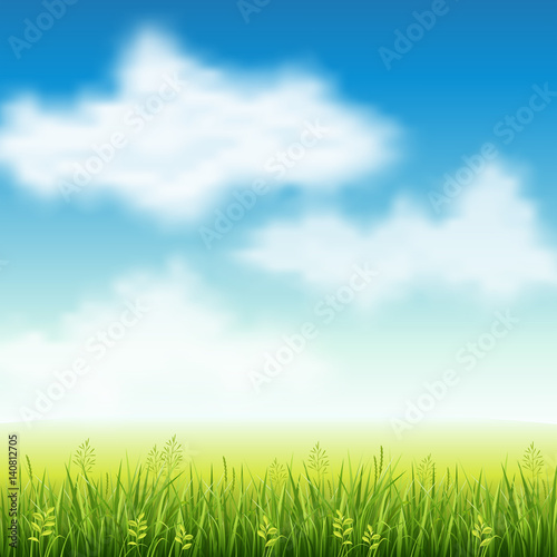 Summer field of grass