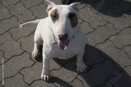 Ein Bullterrier macht Sitz