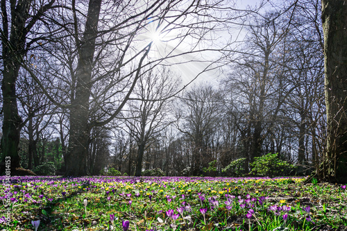Wallpaper Mural Krokusse im Park im Sonnenlicht Torontodigital.ca