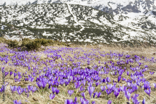 Blossom of crocuses at spring in the mountains. Rila mountain ,Bulgaria 