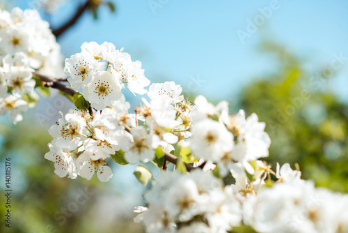 Beautiful cherry blossoms with blue sky. Spring.