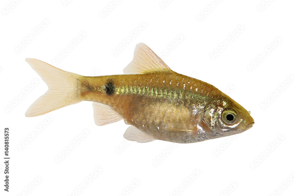 Obraz premium Rosy Barb Female Pethia conchonius freshwater tropical aquarium fish 