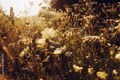 daisy flowers and anise blooming in evening sunlight with woman silhouette in summer time in grassland. wildflowers in countryside. amazing warm image  atmospheric moment.