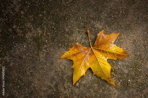 Yellow Fall Leaf