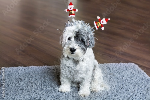 Christmas Havanese Dog 