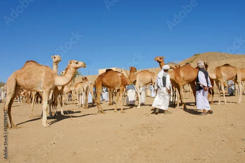 Fototapeta samoprzylepna Keren Camel Market in Eritrea

