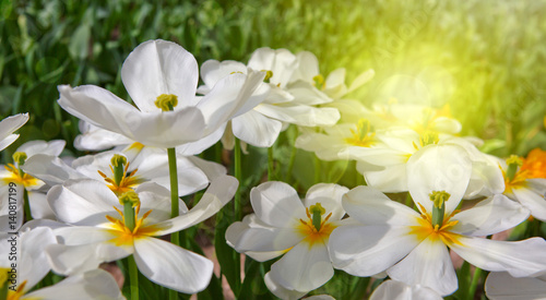 White tulips and sunshine.