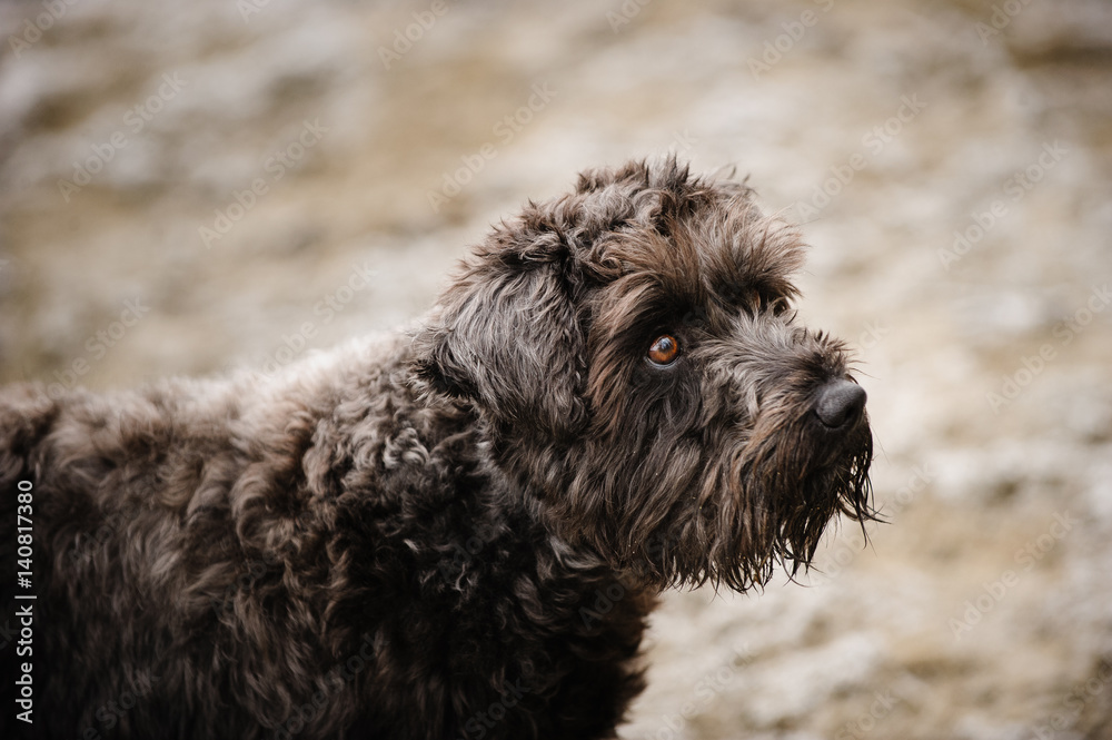 Portrait of Miniature Schnauzer dog