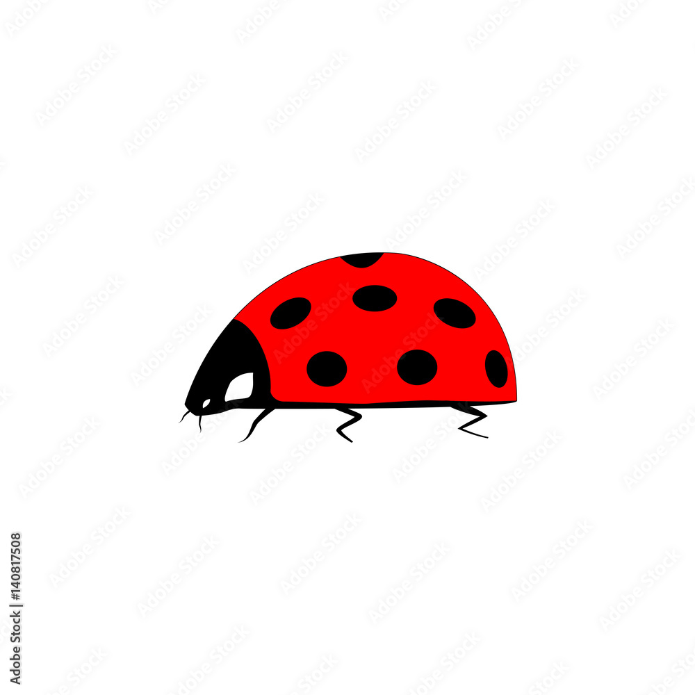 Fototapeta premium Ladybird isolated