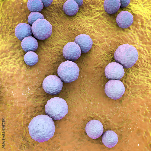 Streptococcus mutans bacteria, gram-positive cocci which cause tooth decay, dental caries, 3D illustration photo