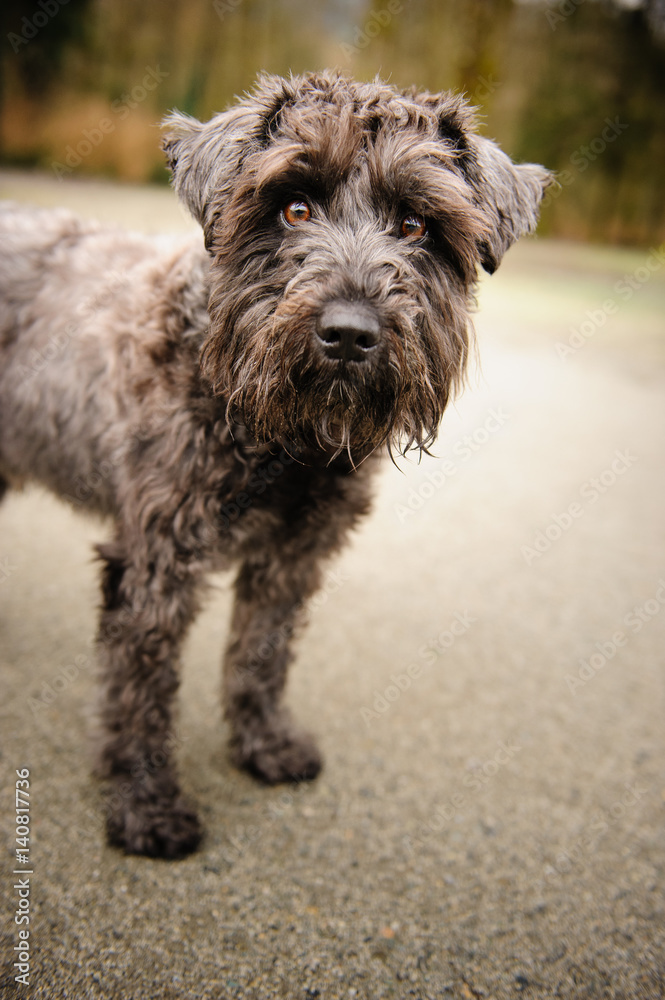 Miniature Schnauzer standing on cement sidewalk