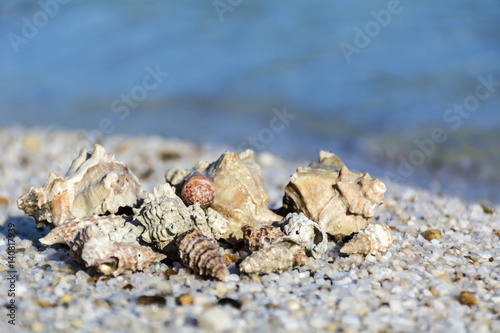 Landscape with shells on tropical beach © boryanam