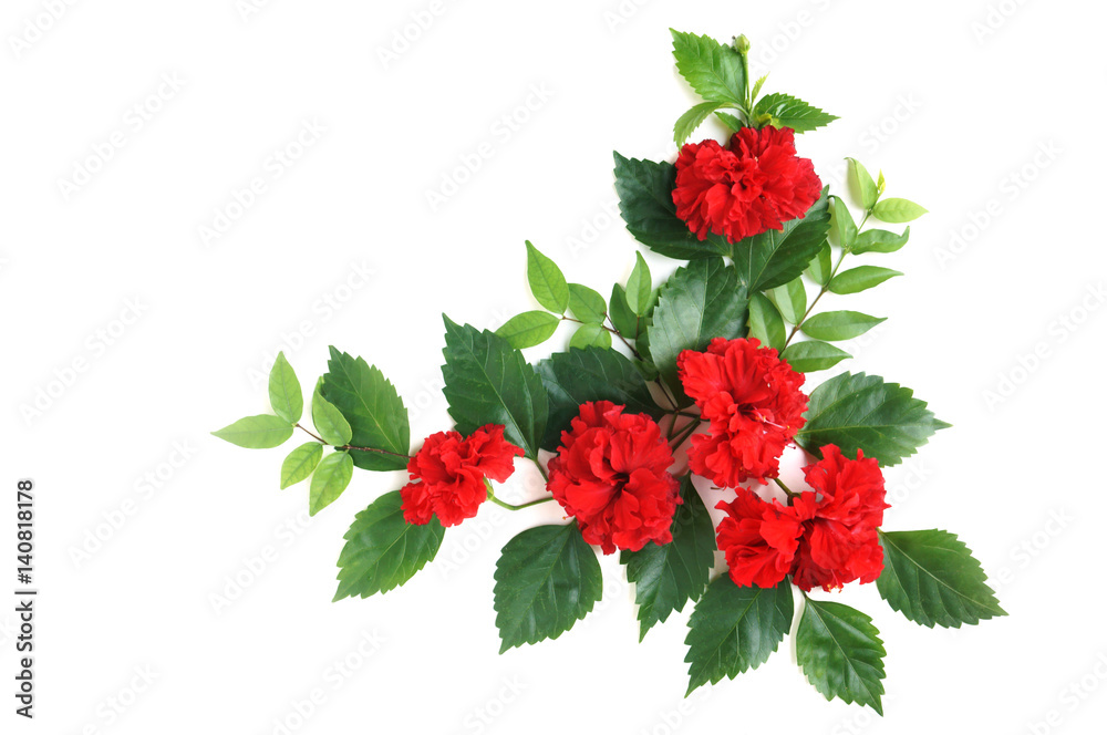 Red Hibiscus bunch on white background Red Hibiscus bunch on white background