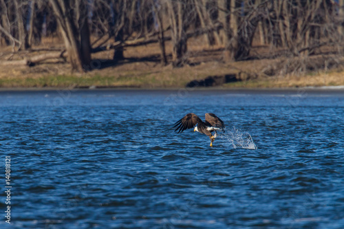 American Bald Eagle fishing in flight