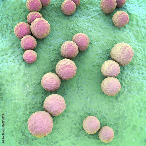 Streptococcus mutans bacteria, gram-positive cocci which cause tooth decay, dental caries, 3D illustration photo