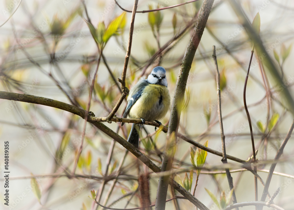 Fototapeta premium Blaumeise im Baum