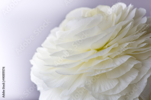 Peony flower. Flowers background for your spring design concept © xan844