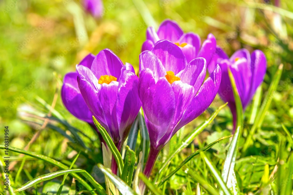 Krokusse - Crocus 