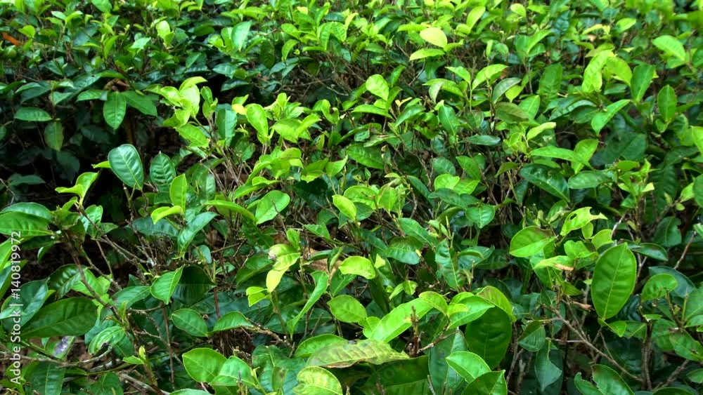 Tea Plantation. Vertical Pan Tea Plantation. Vertical Pan