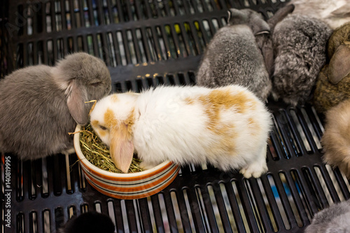 group of young rabbits