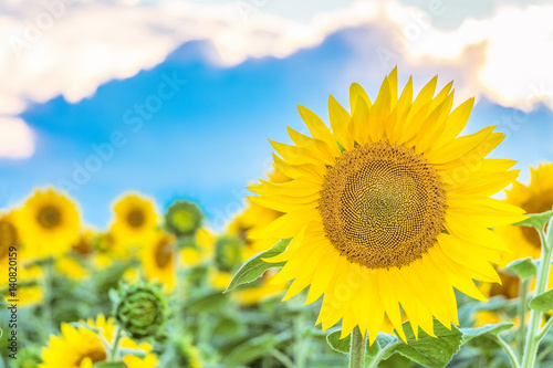 Bright blooming sunflower on a field background . Agricultural background with selective focus.