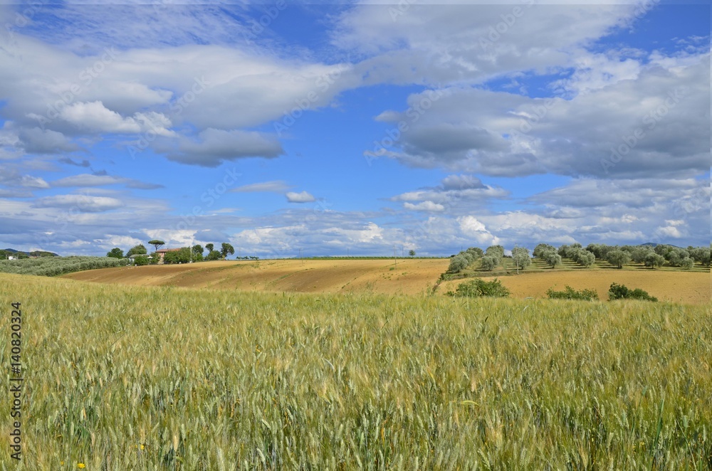 Tuscan field with olive grove