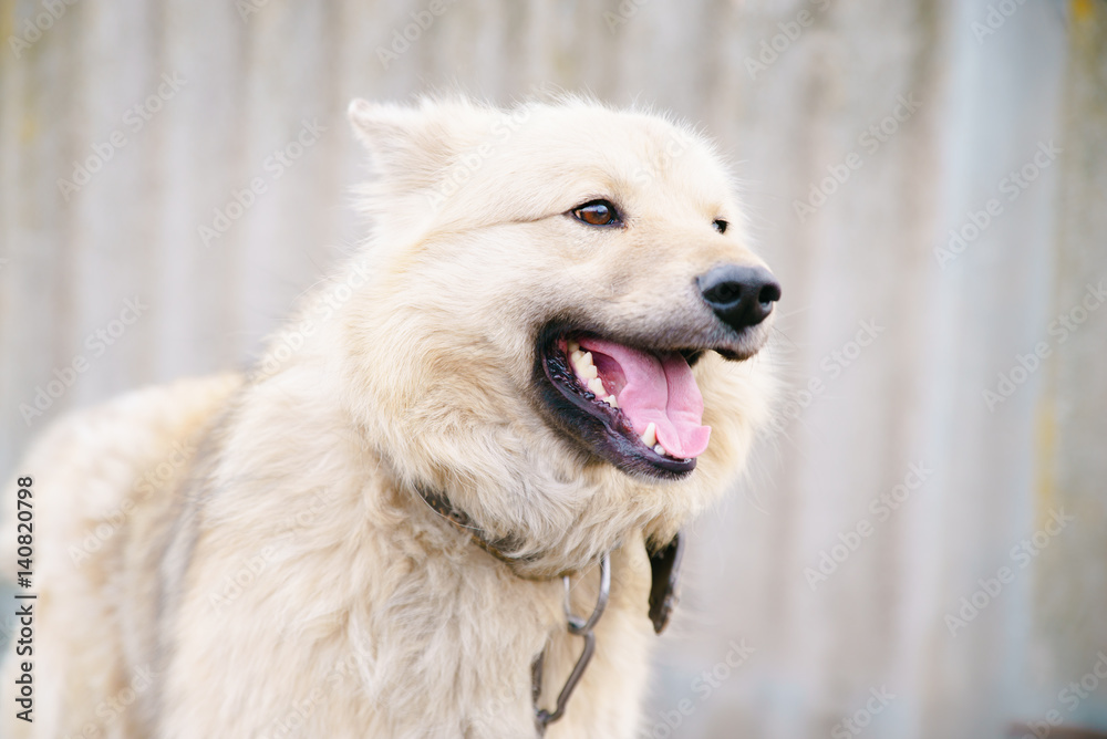 Obraz premium A dog on a chain