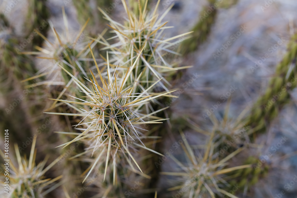 Cactus growing in the California desert