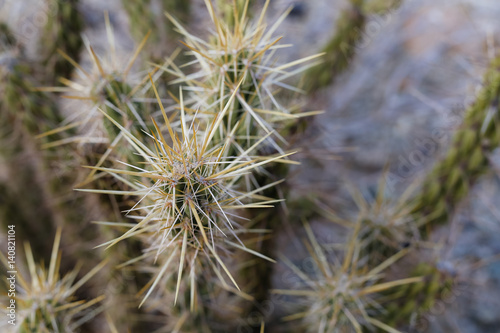 Cactus growing in the California desert