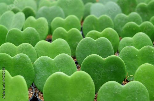 Lined up vibrant green Lucky-Heart  or Hoya Kerrii plants, closed up for Background, Banner  photo