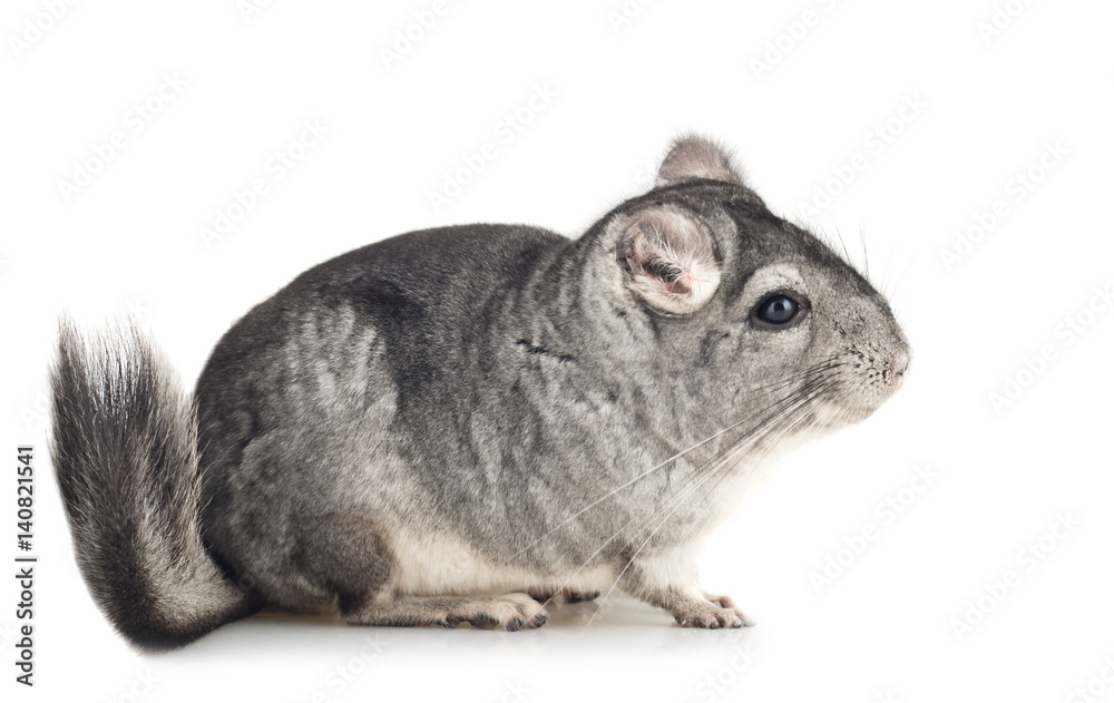 Fototapeta premium Young grey Chinchilla, side view
