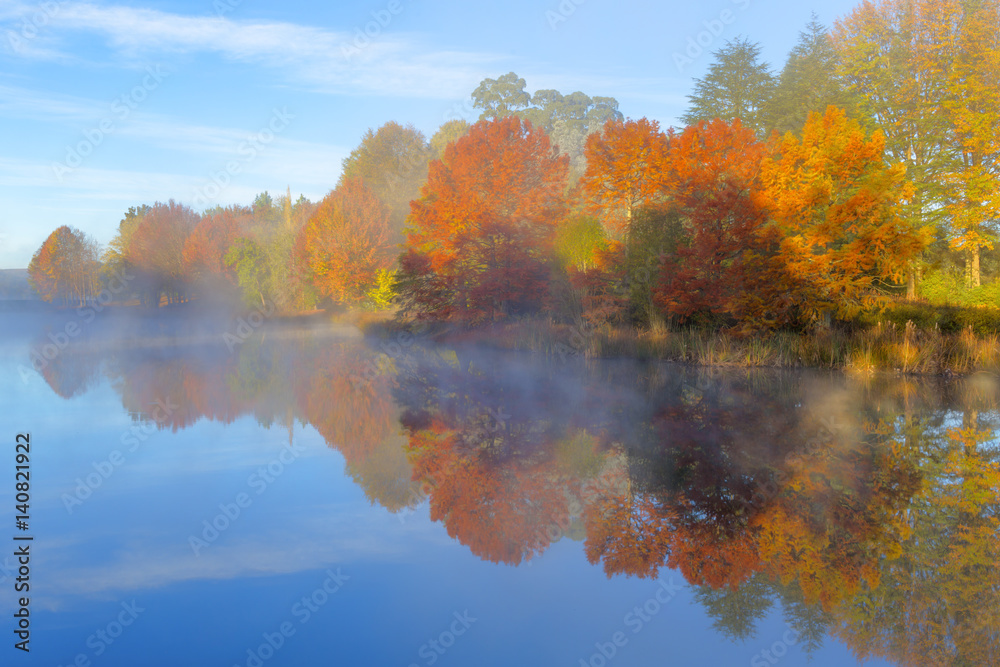Autumn trees in the mist Autumn trees in the mist