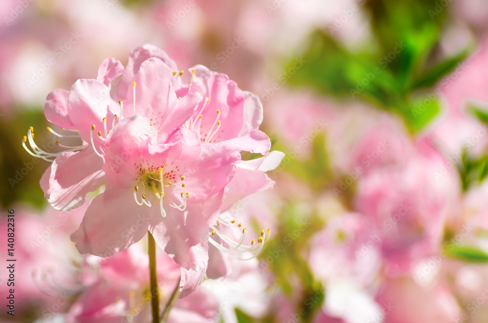 Pink spring flowers in the park shrubs bloom