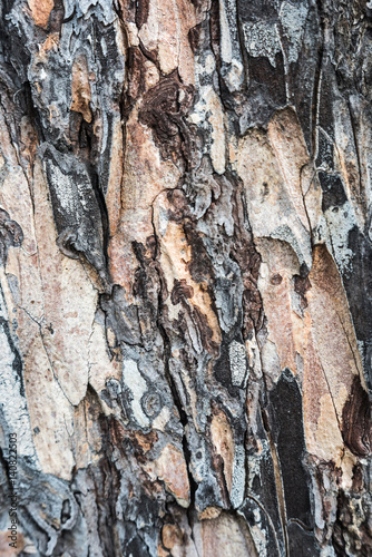 Fototapeta Naklejka Na Ścianę i Meble -  Bark of pine close. Natural texture and background