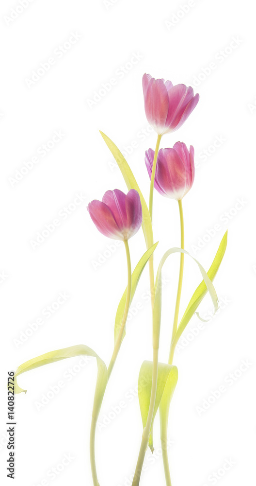 Tulips Tulips