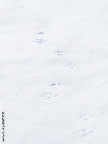 Traces of a big dog in the snow, footprints on the ice crust. Snow background