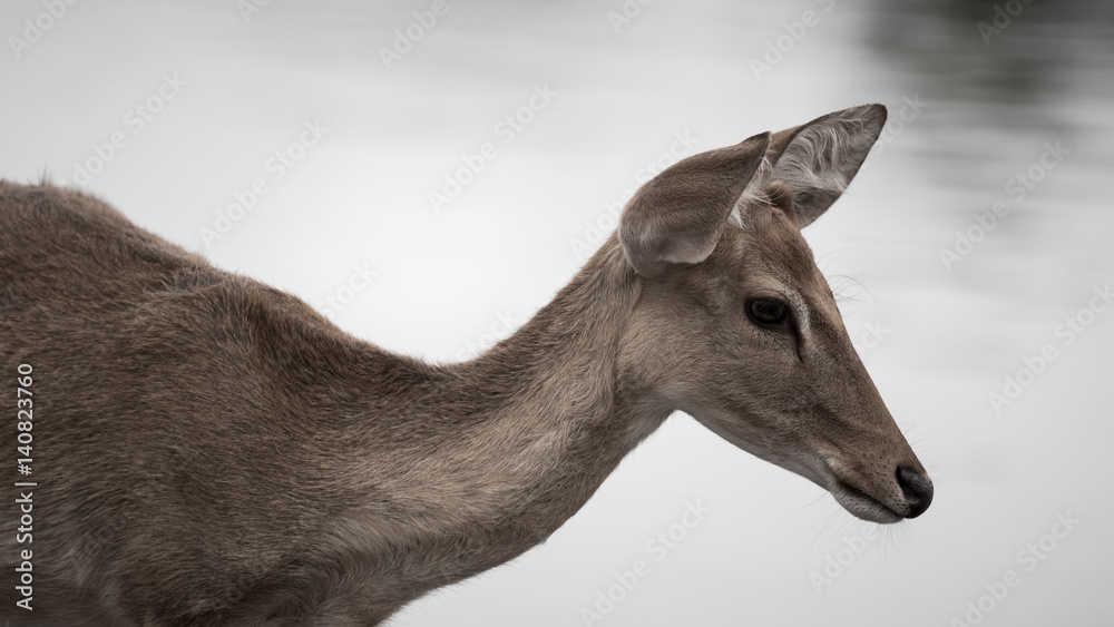 Naklejka premium Deer in zoo